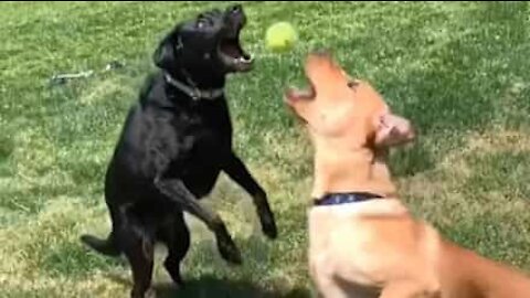 Deux chiens entrent en collision pour un ballon