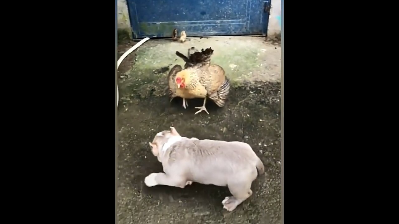 Chicken vs dog fight 😂 - it's so funny