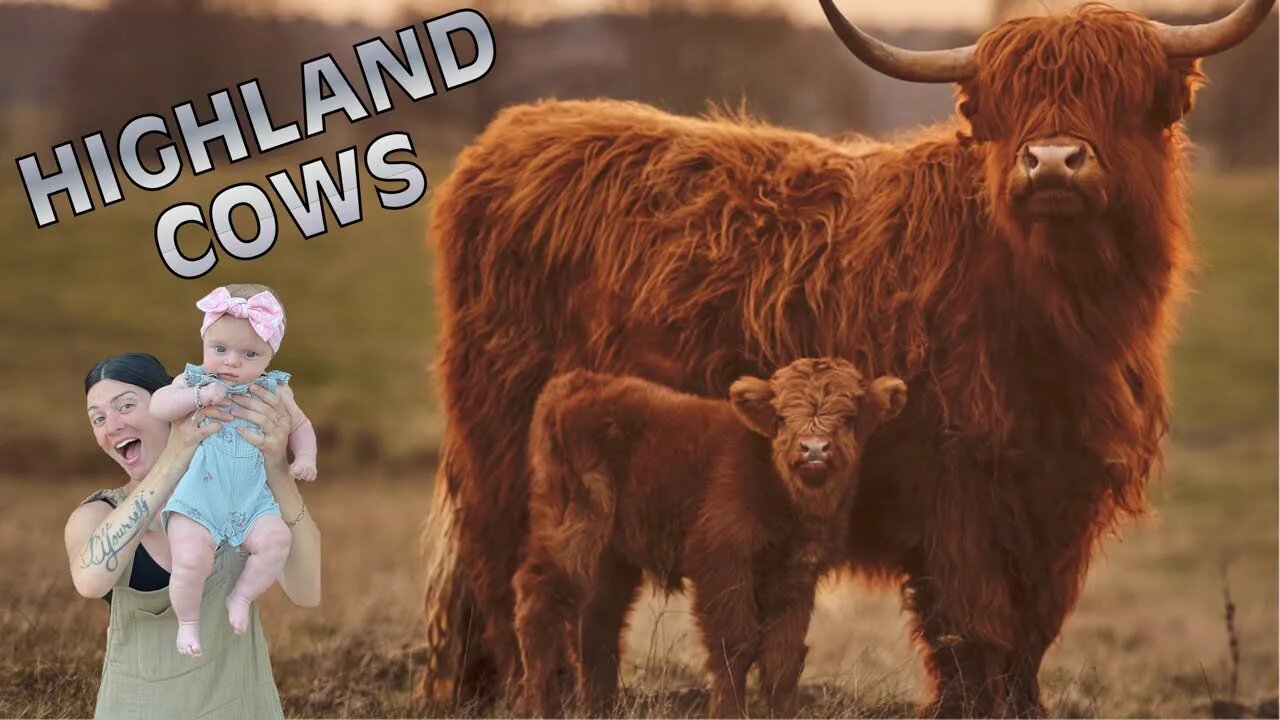 Getting Highland Baby Cows!