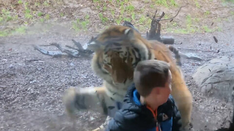 Kids And Animals At The Zoo 1 - Animals Funny Video