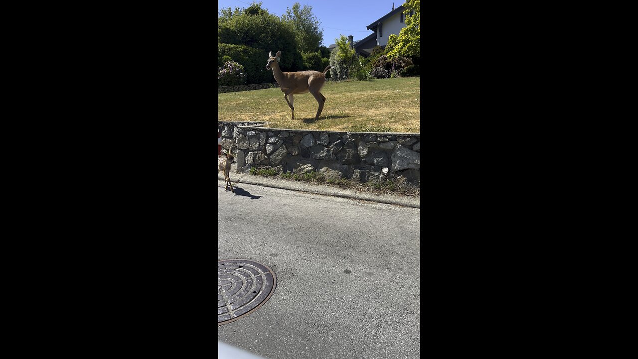 Young Fawn Gets A Helping Hand To Reunite With Mama Deer