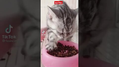 Did you see a cat eat like this? #shorts try not to laugh funny videos