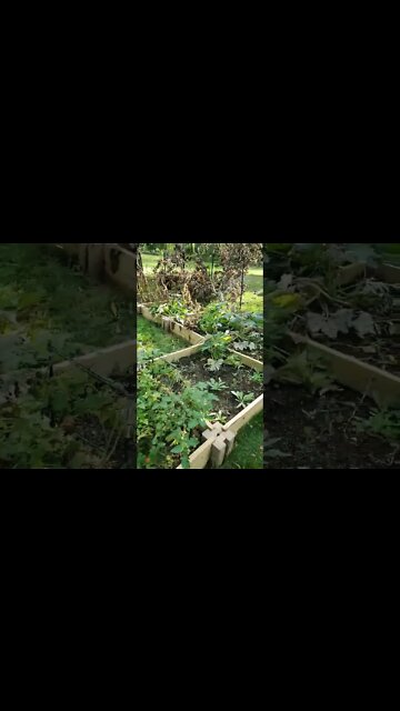 Well. I guess the garden is done