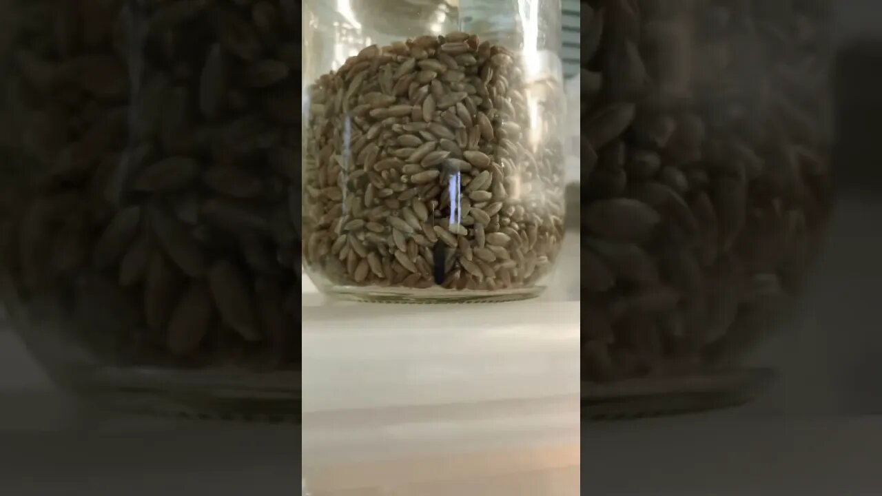 Rat Poo in Grain 💩 🌾