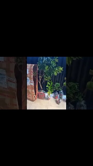 cambucá fruta do milagre ingá congesta grumixima anã atemoia Sapoti enviado para Isaías belo H. MG