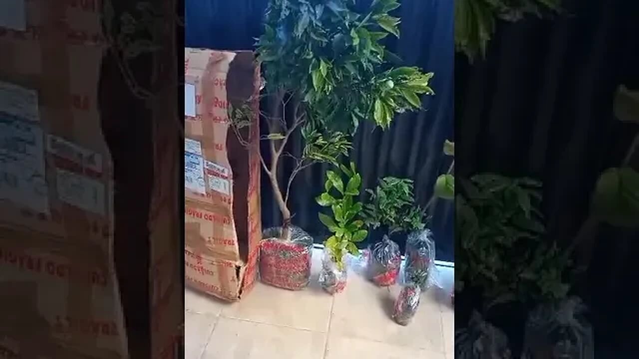 cambucá fruta do milagre ingá congesta grumixima anã atemoia Sapoti enviado para Isaías belo H. MG