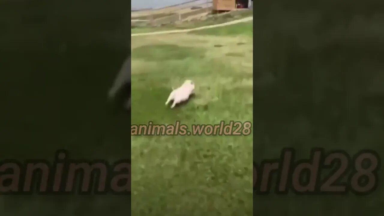 He is not listen my word