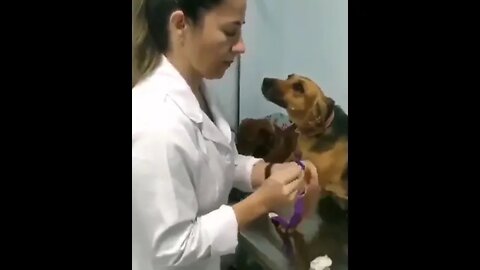 Dog care #ytshorts #shorts #PetpupFun #Fun #Dogs #Cats #Entertaiment #trending #viral