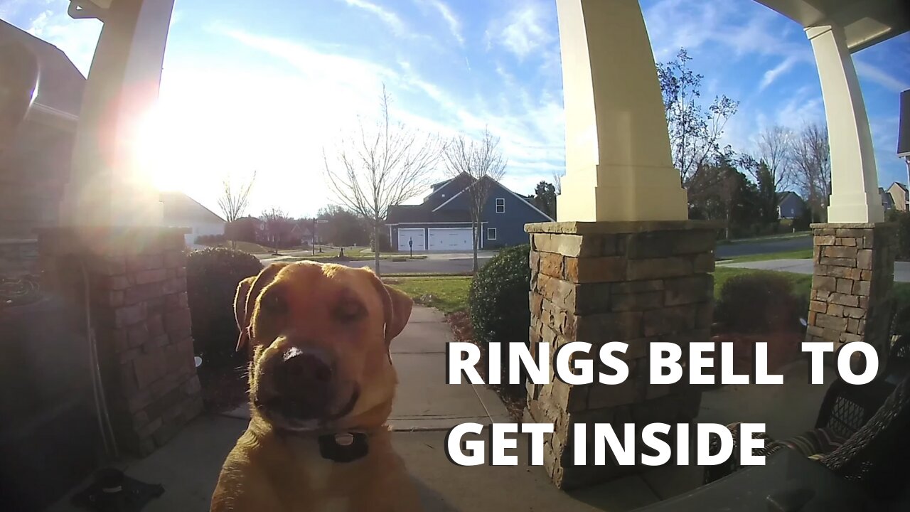Take a look at how this dog uses a Ring Video Doorbell to re-enter the house.