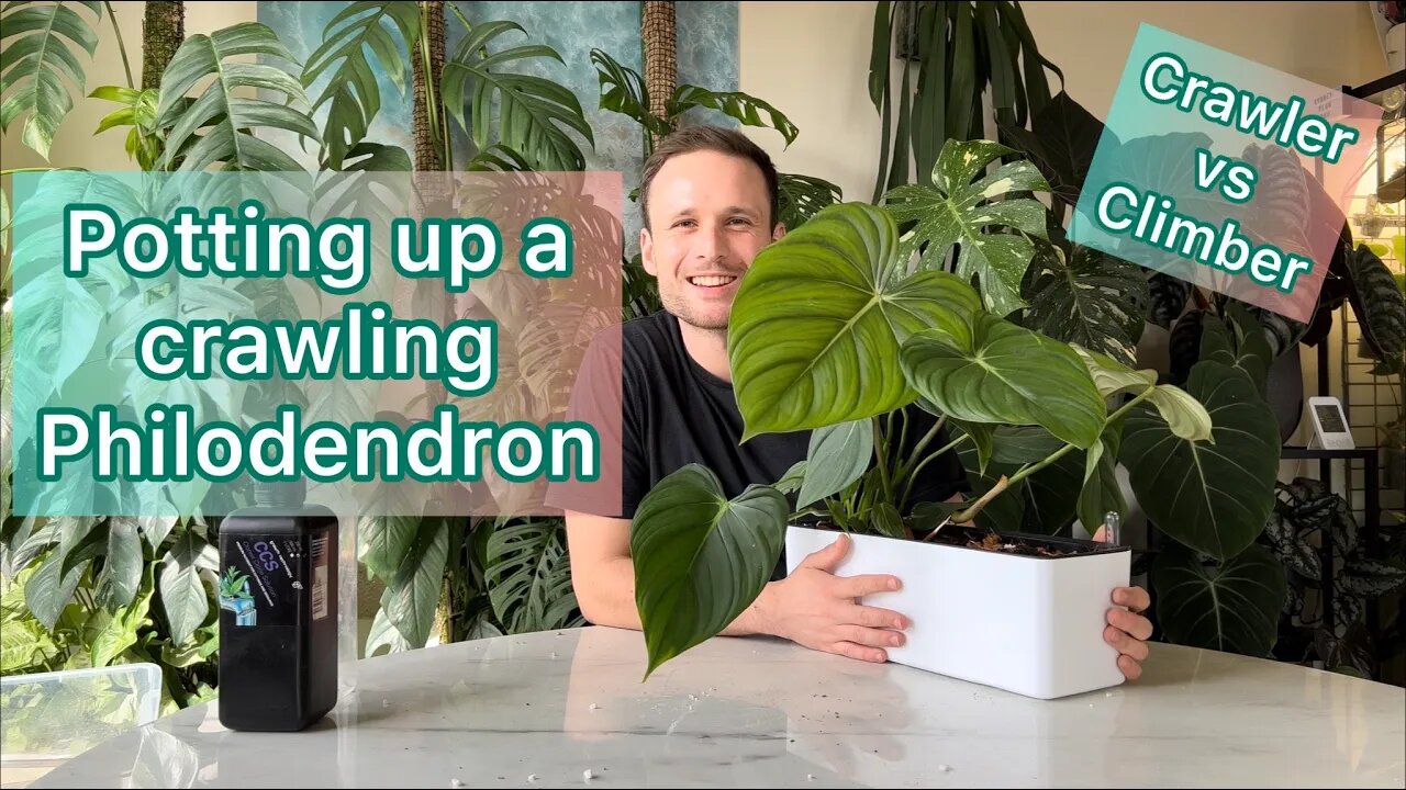 Potting up a crawling Philodendron #tutorial