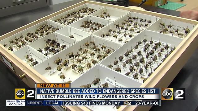 Bumble bee that used to thrive in our region is on the endangered species list