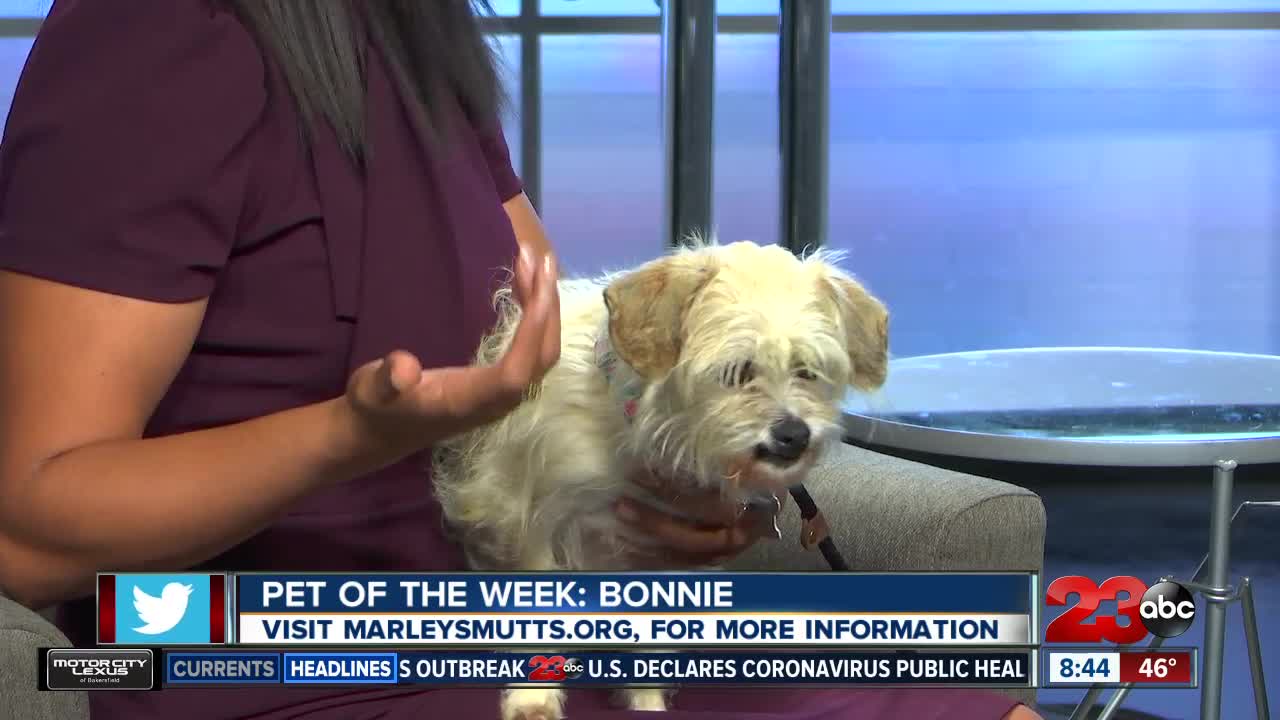 Pet of the Week: 10-year-old Bonnie Terrier Mix