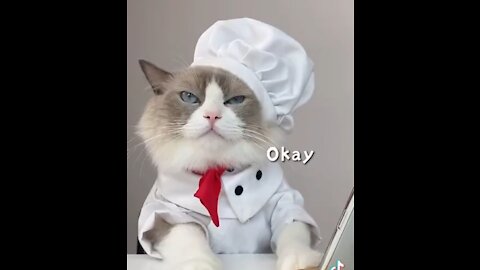 Chief cat 😻 - cat cooking food - #shorts -