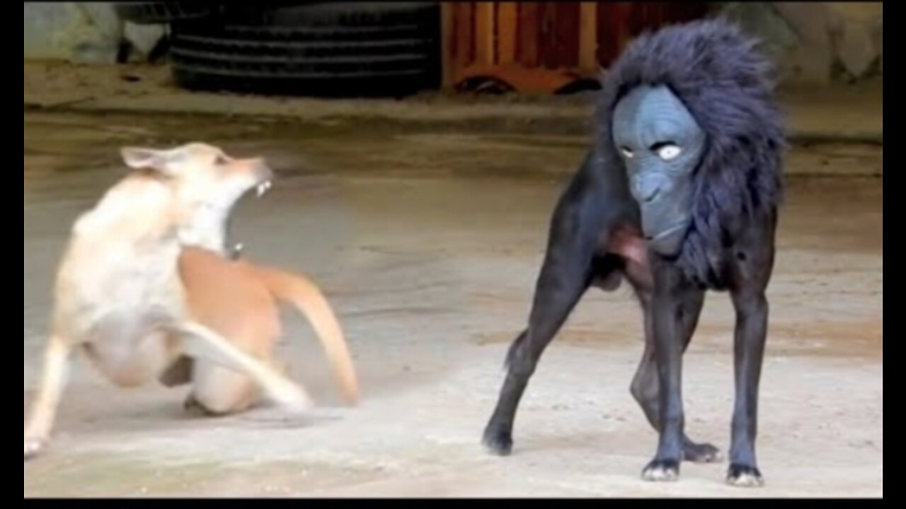 Playing with dog 😨😨😨