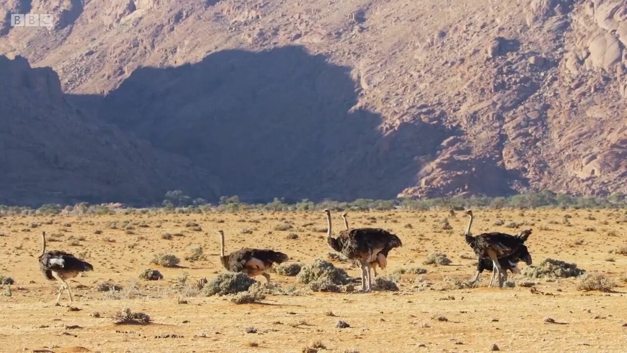 Ostrich performance