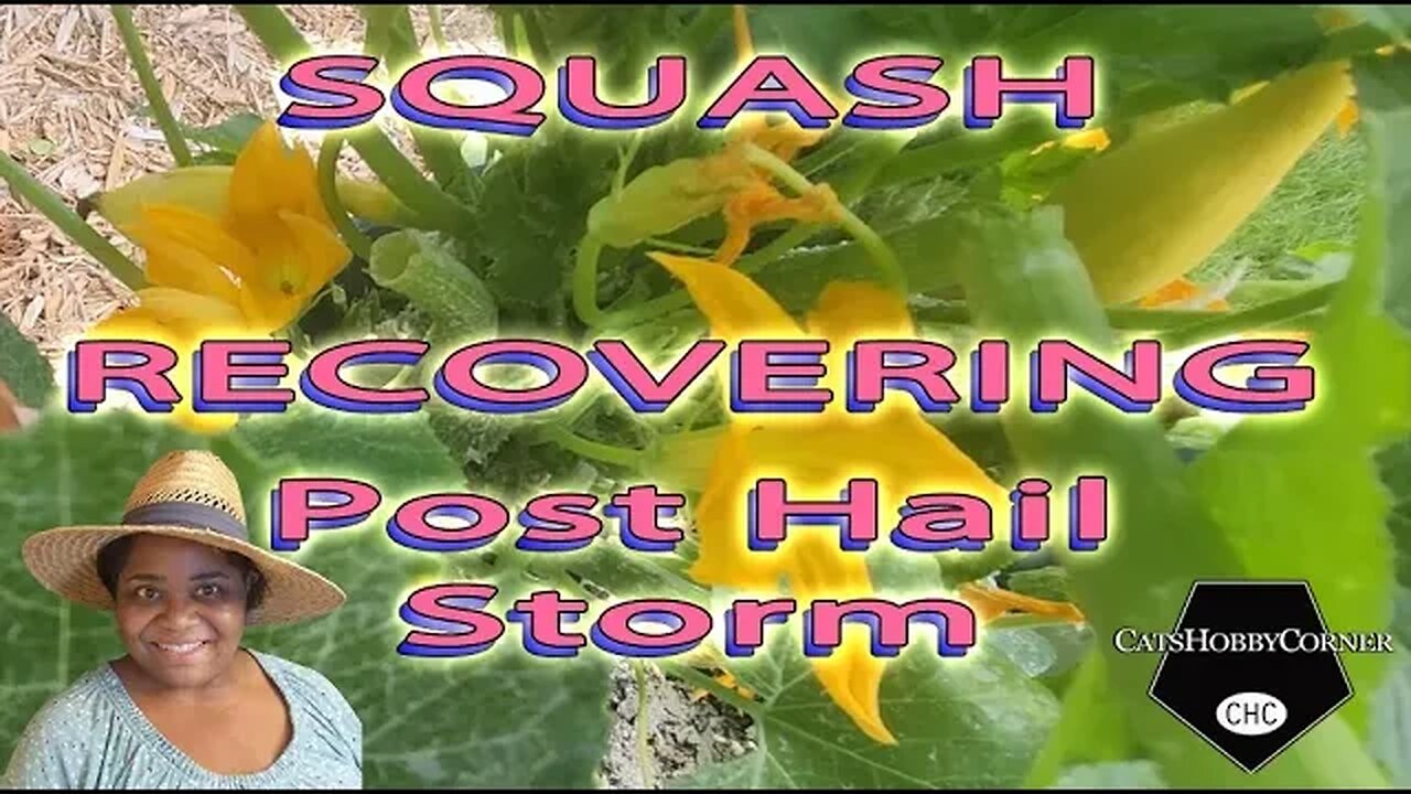 #squash #recovering Post #hailstorm #damage - #catshobbycorner