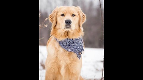 Dog funny vedio