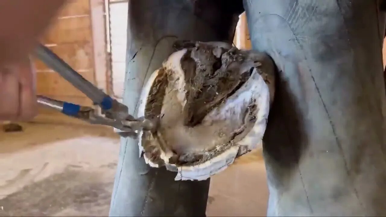 WORK HORSE gets Hooves Treated-10