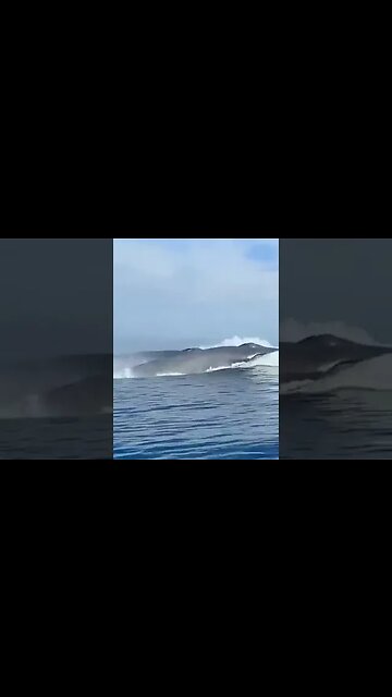 Two Blue Whales racing each other in the Gulf of California