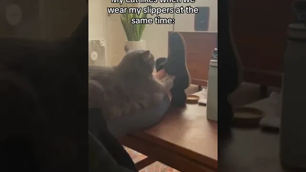 Cat on slippers
