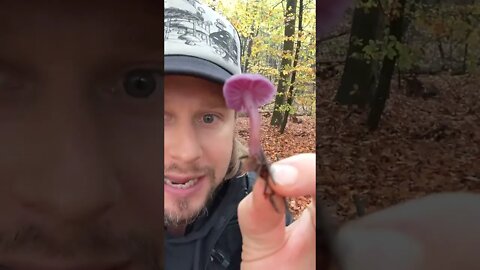 Toadstool for Dinner? The Amethyst Deceiver Mushroom