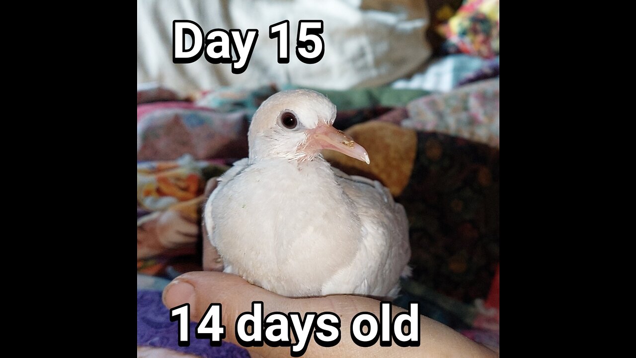 Ringneck Dove fledgling day 15