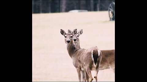 Deer on the Battlefield