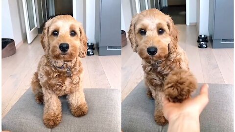 "Put your hand in front of your children" Sad dog reaction