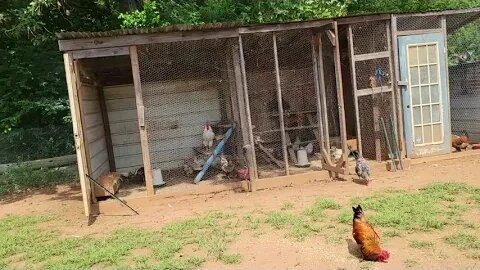 I think the Peahen has decided to stay a while.