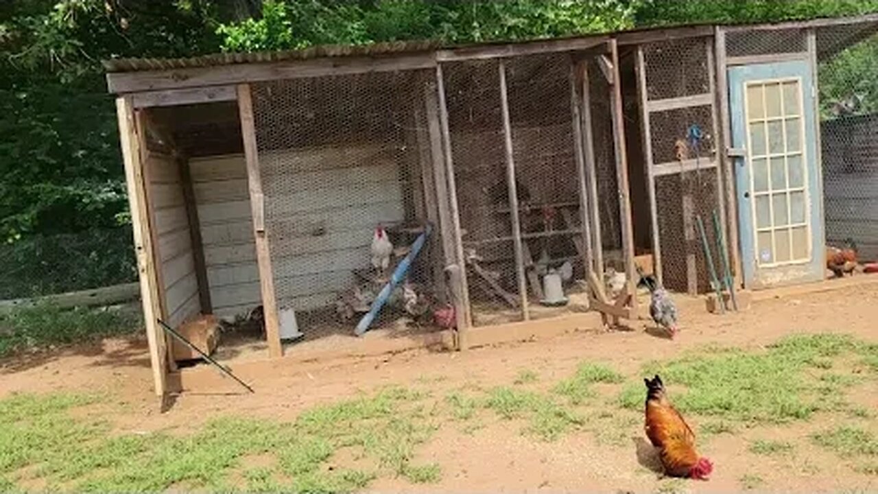 I think the Peahen has decided to stay a while.