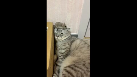 Funniest Cat Antics