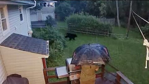 Un ours noir s'invite inopinément à un barbecue