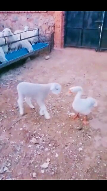 Duck vs Baby goats funny videos #short #shortsvideo