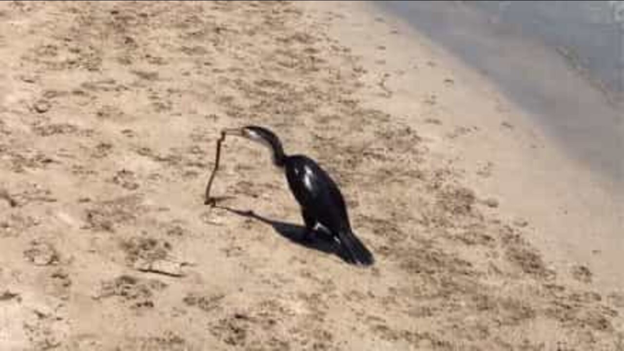 Poisonous snake tries to escape from a bird's grasp