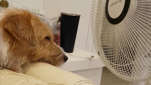 Clever Jack Russell knows how to beat the heat