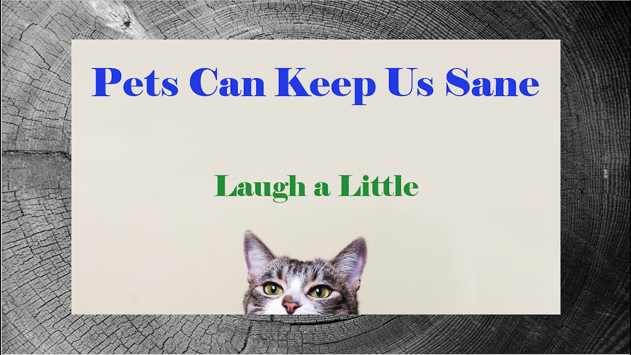 Pets Can Keep Us Sane - Laugh a Little