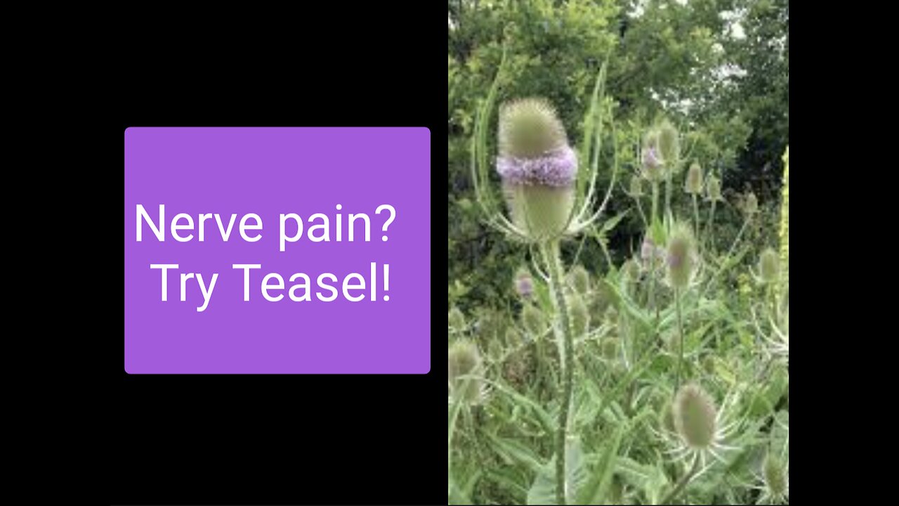 Do you have nerve pain, Lyme's disease, or multiple sclerosis? Try Teasel!