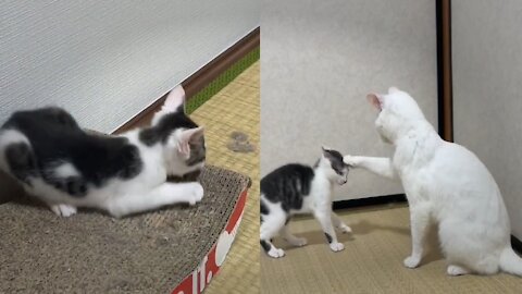 White cat is too kind baby playing with her😻
