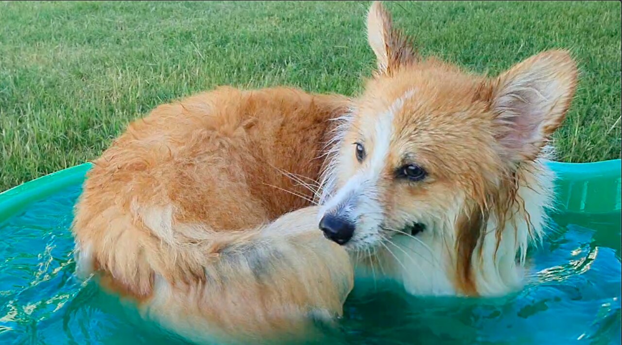 Corgi chasing tail creates cutest whirlpool ever