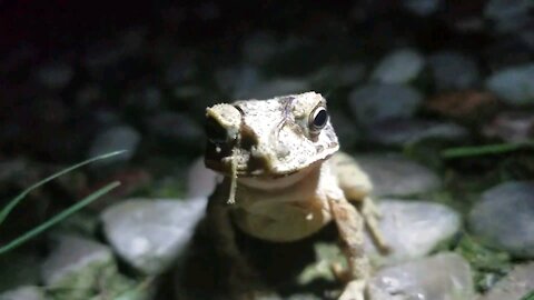 Toad hunting