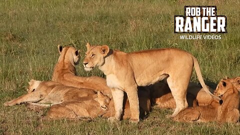 Lion Pride Relaxing In The Grass | Lalashe Maasai Mara Safari