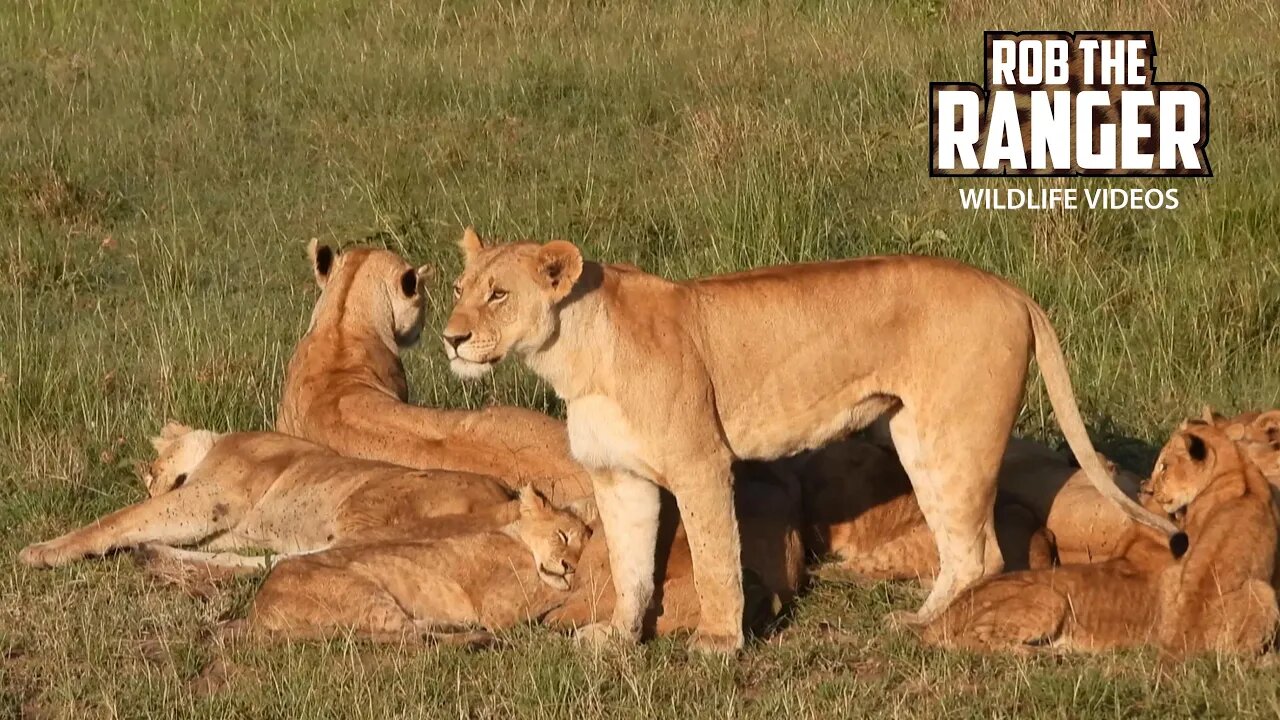 Lion Pride Relaxing In The Grass | Lalashe Maasai Mara Safari