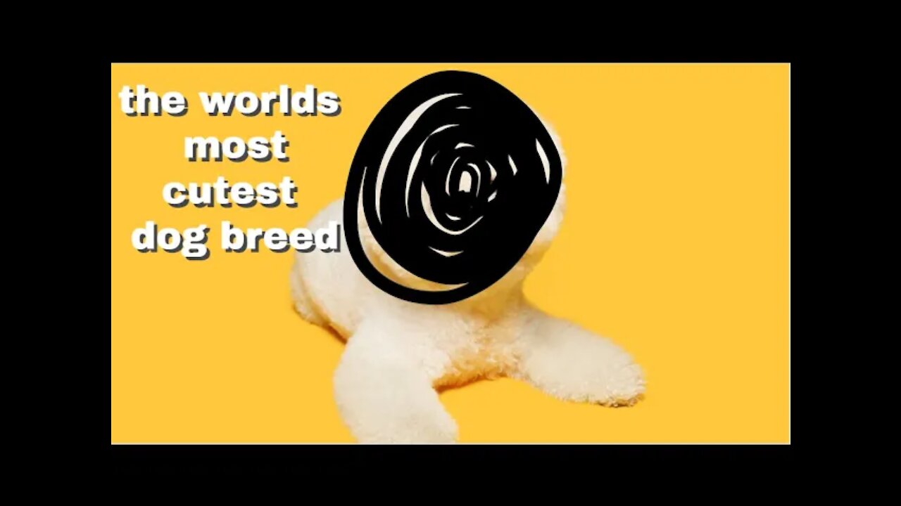 top 5 of the worlds cutest dog breeds(dog)