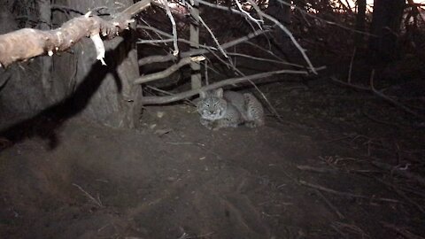 Nebraska Bobcat (after release)