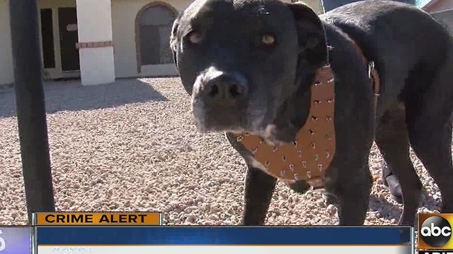 Dogs let out after string of burglaries in Phoenix neighborhood