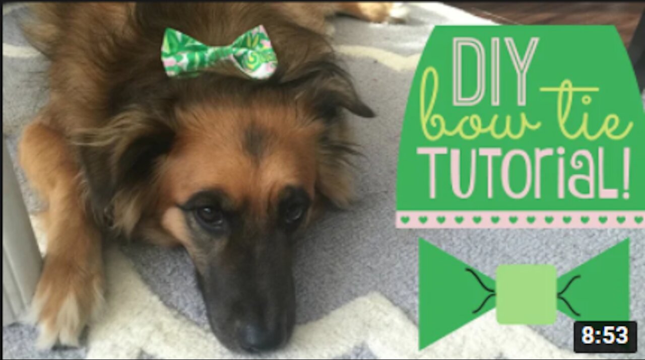 DIY Dog BOW Tie Tutorial