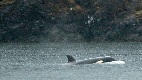 The baby orca trapped in B.C. is running out of time