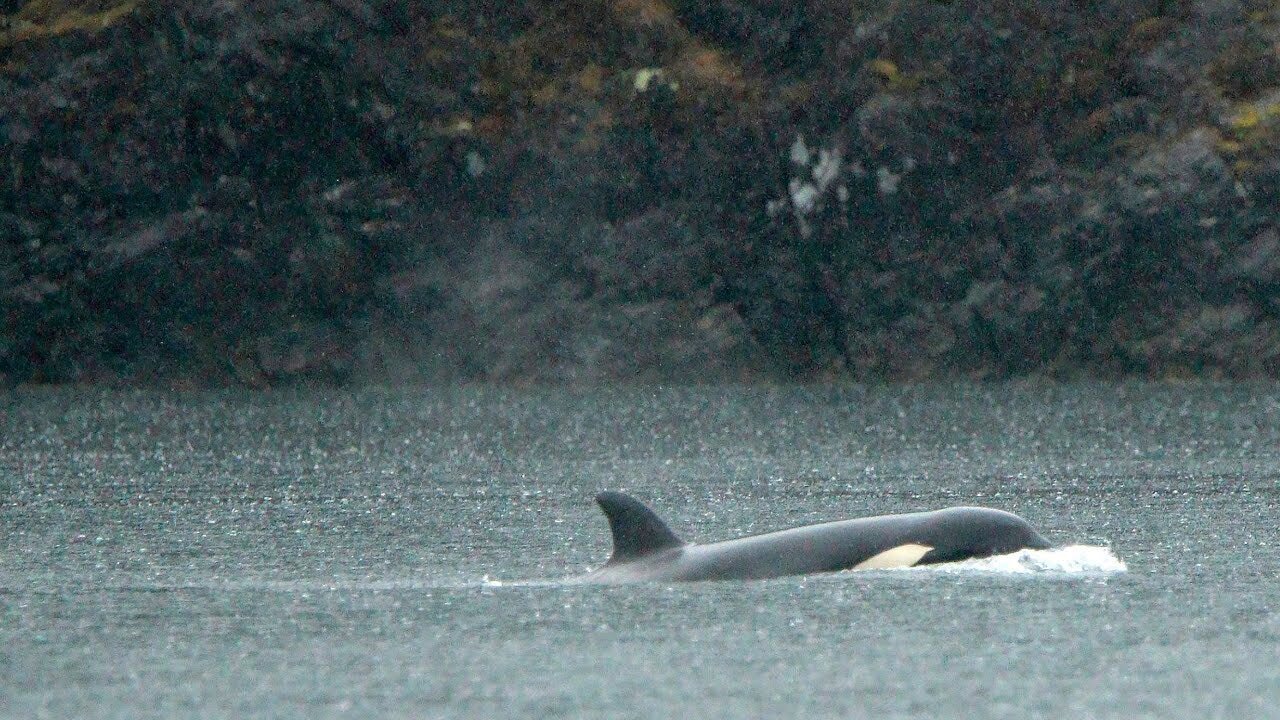 The baby orca trapped in B.C. is running out of time