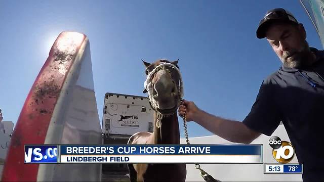 Horses arrive by plane for Breeder's Cup