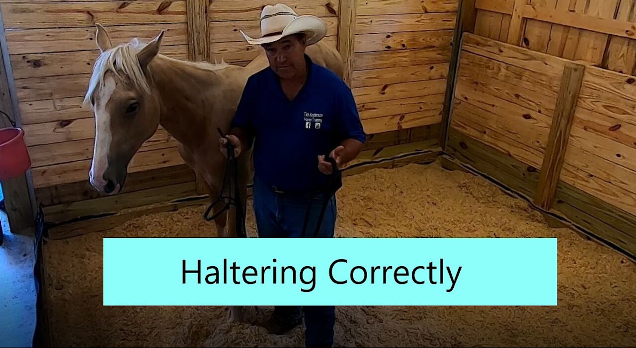 Correctly Haltering Your Horse Makes Him Easy To Catch.